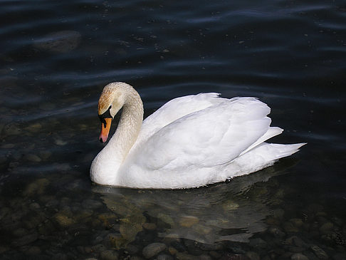 Fotos Höckerschwan | 