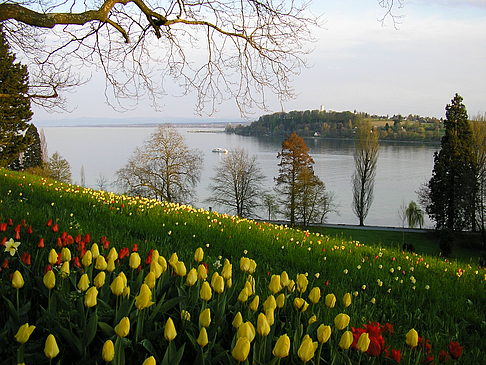 Mainau Frühling Foto 