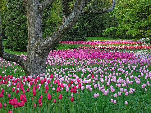 Mainau Frühling