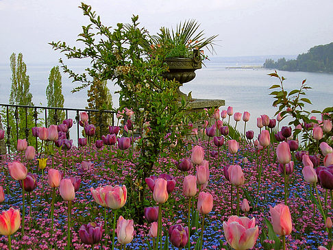 Mainau Frühling